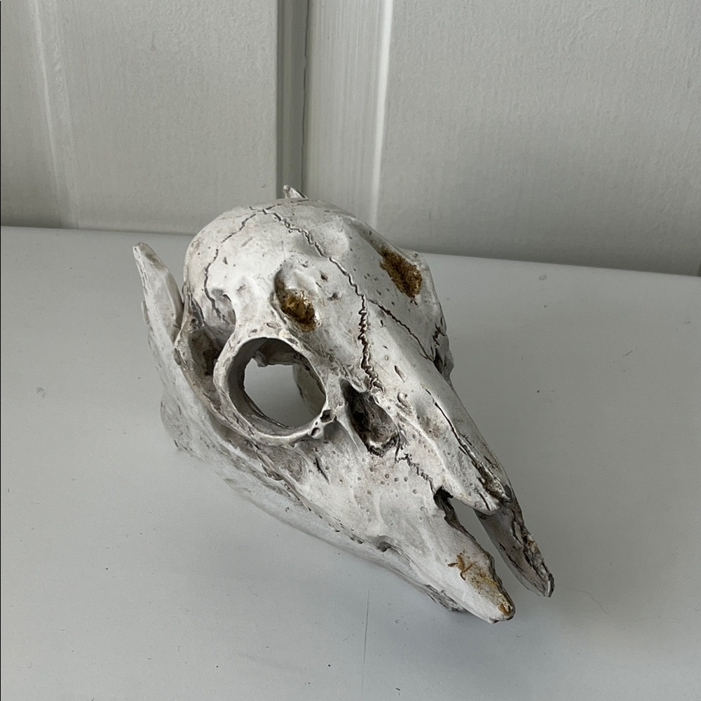 Decorative Animal Skull Sculpture